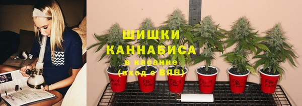 трава Карпинск